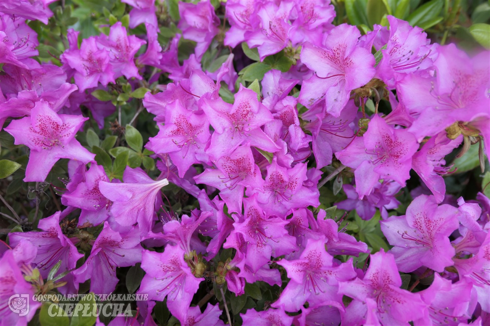 Азалия японская Пуханенсе